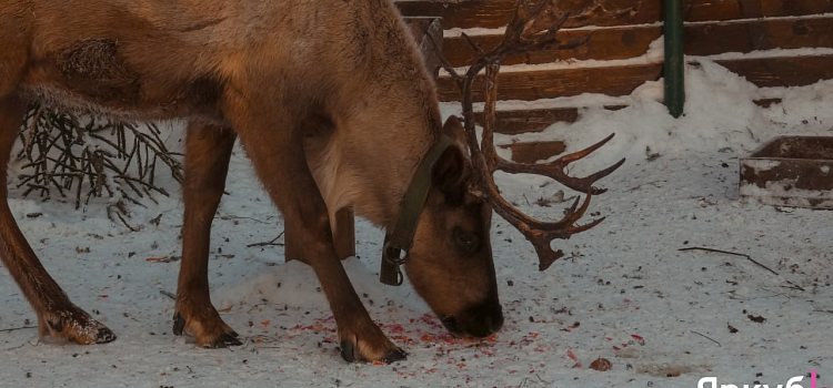 Ледяные забавы в Ярославском зоопарке: морозный фоторепортаж_310298