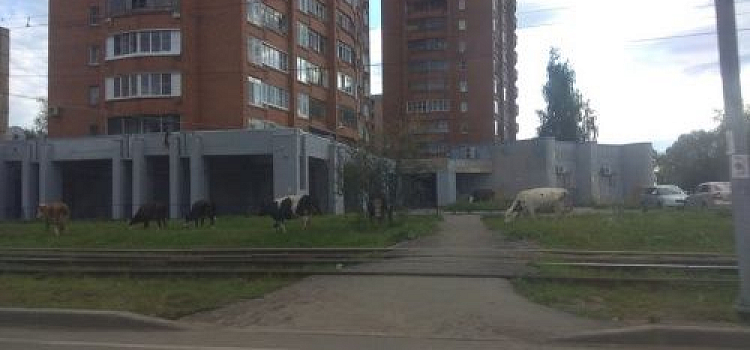 Стадо коров паслось во дворе многоэтажек в Ярославле