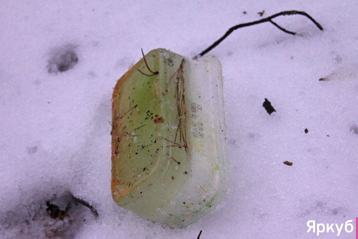 Таинственные находки в Яковлевском бору: что прячется среди сосен?