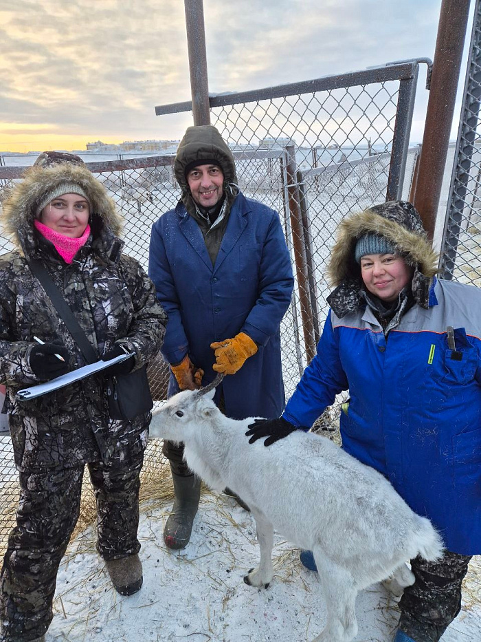 Ярославские учёные улучшили мясо северного оленя