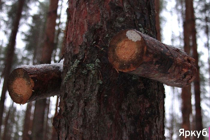 Таинственные находки в Яковлевском бору: что прячется среди сосен?