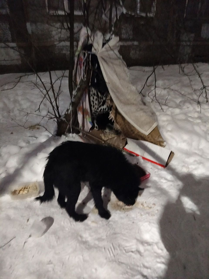 Забился в шалаш, словно ища укрытие: в Ярославле спасли пса, жестоко избитого неизвестным