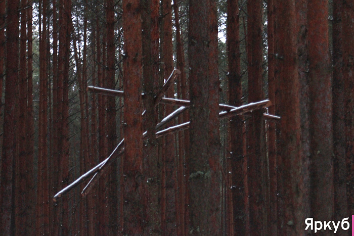 Таинственные находки в Яковлевском бору: что прячется среди сосен?