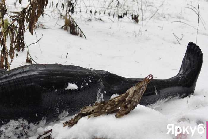 Таинственные находки в Яковлевском бору: что прячется среди сосен?
