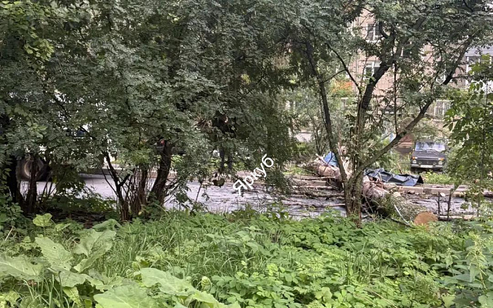 Аварийных деревьев здесь 38: в Ярославле во дворе жилого дома погиб молодой человек