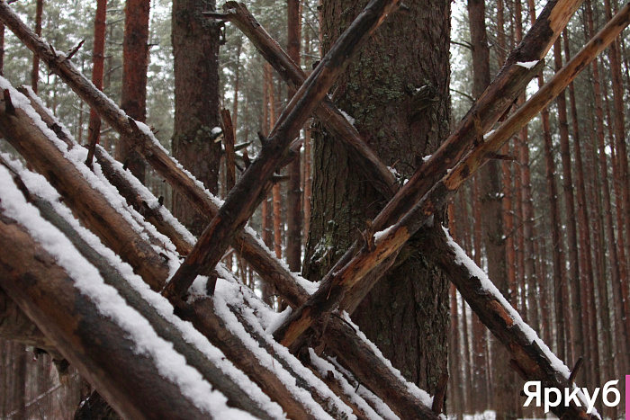 Таинственные находки в Яковлевском бору: что прячется среди сосен?