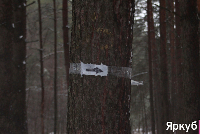 Таинственные находки в Яковлевском бору: что прячется среди сосен?