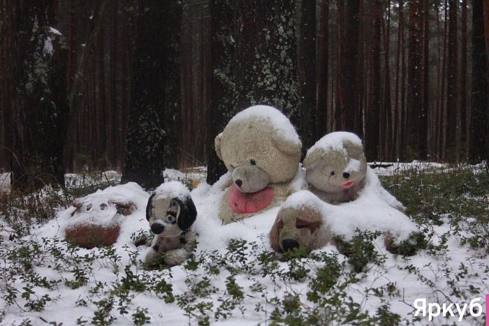 Таинственные находки в Яковлевском бору: что прячется среди сосен?