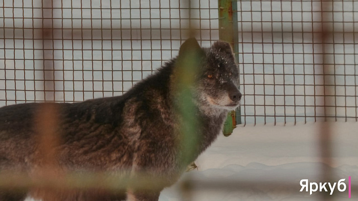 Ледяные забавы в Ярославском зоопарке: морозный фоторепортаж