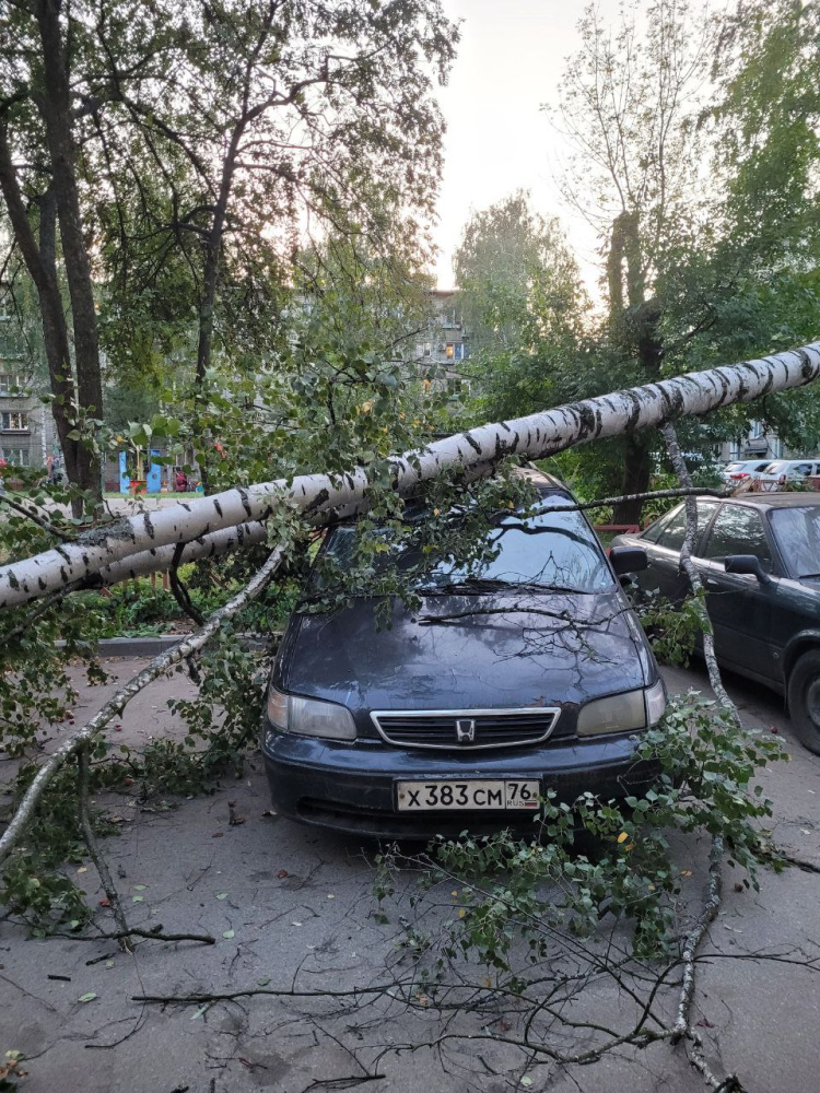 В Ярославле ветер повалил десятки деревьев