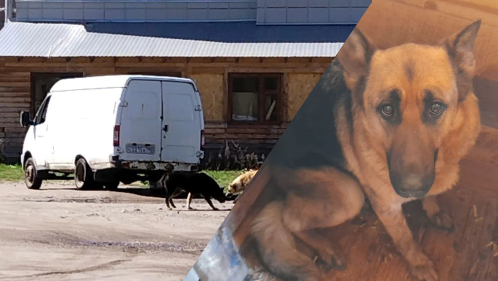 «Сажают и увозят в неизвестном направлении»: в Ярославле возобновили отлов бродячих собак