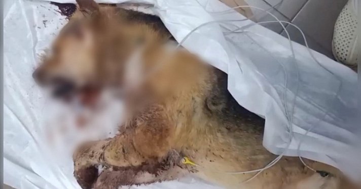 В Ярославской области возбудили уголовное дело по факту убийства собаки