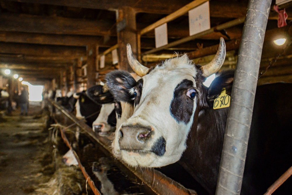 «Юрьевское» создает высокопродуктивное племенное стадо молочного скота