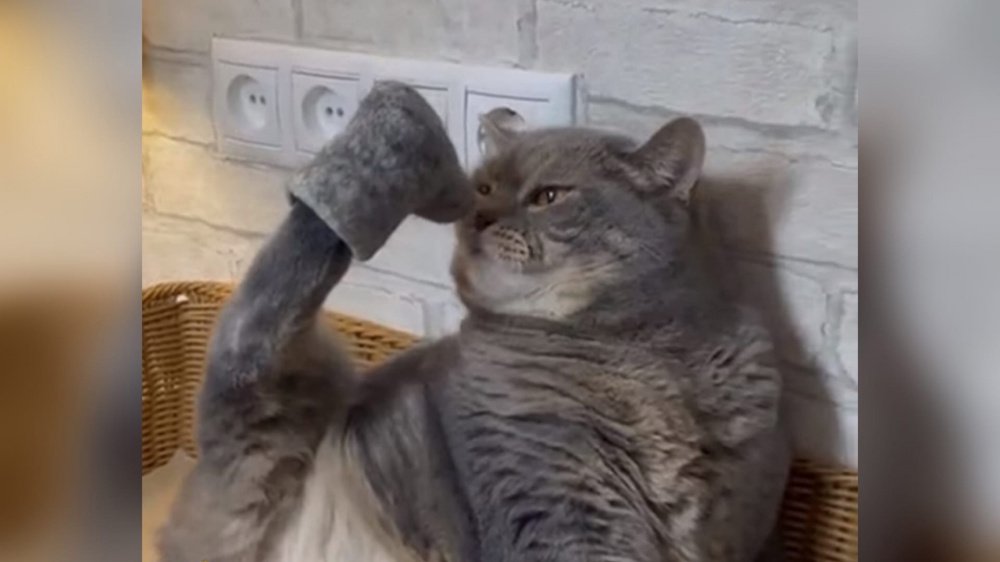Ярославский кот в валенках стал звездой интернета