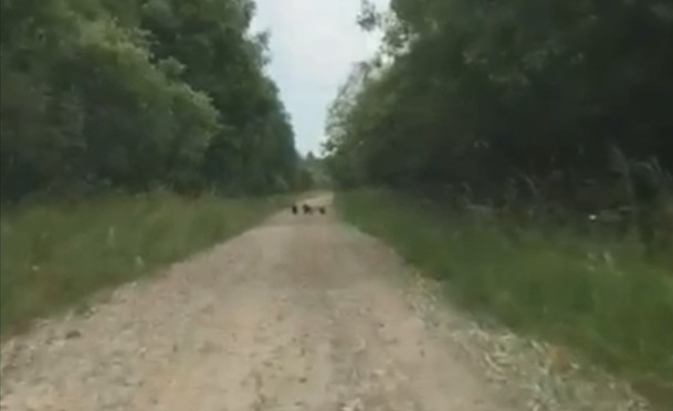 В Ярославской области у села заметили трех медвежат