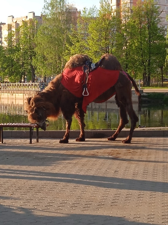Ярославцев обеспокоило состояние верблюда, катающего детей в городских парках