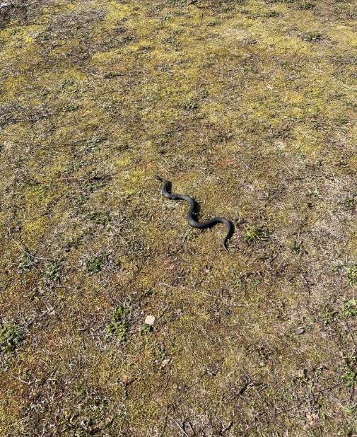 В Ярославской области проснулись ядовитые змеи