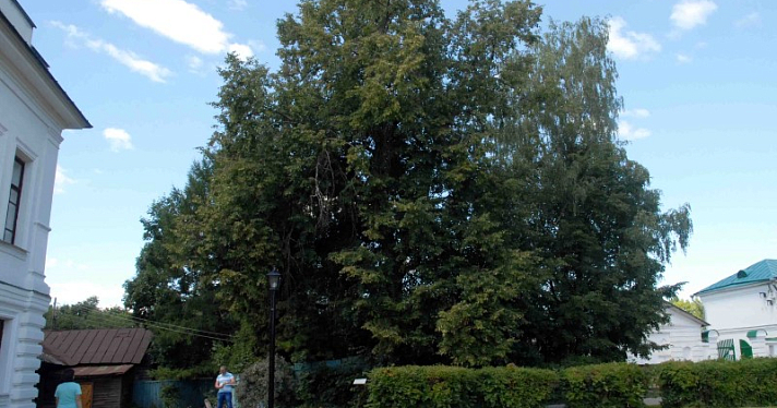 Ярославская двухвековая липа претендует на звание «Дерева года»