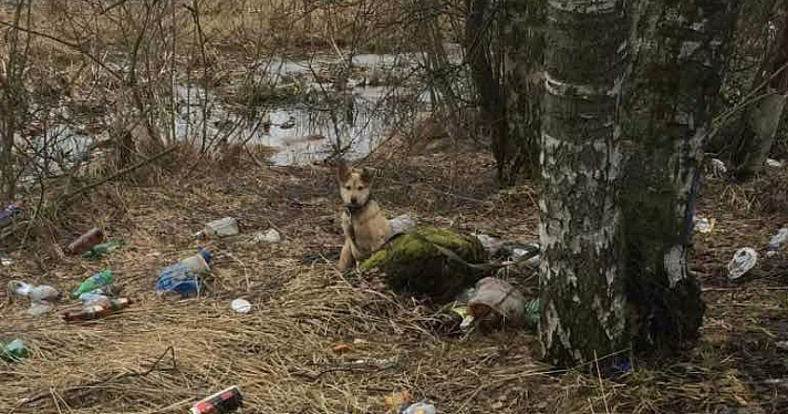 «Видны кости»: в Ярославле живодеры привязали щенка к дереву