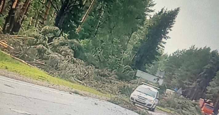 Автомобили в кювете и вырванные деревья: под Ярославлем разбушевался сильный ураган вблизи аэропорта_245500