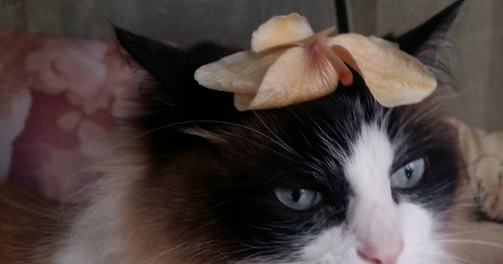 День кошек: ТОП фотографий любимцев наших читателей_265849