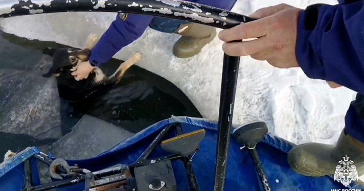 Сотрудники МЧС рассказали, как спасали провалившуюся под лёд собаку в Ярославле