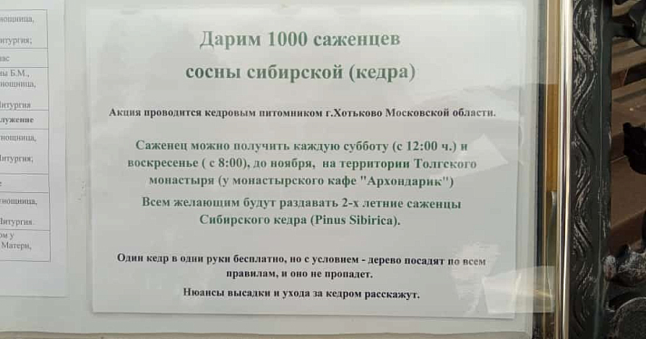 В Ярославле снова бесплатно раздадут саженцы кедра