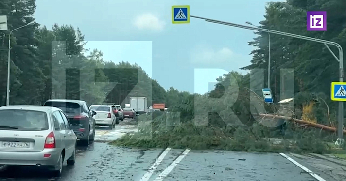 Автомобили в кювете и вырванные деревья: под Ярославлем разбушевался сильный ураган вблизи аэропорта_245498