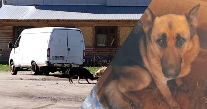 «Сажают и увозят в неизвестном направлении»: в Ярославле возобновили отлов бродячих собак