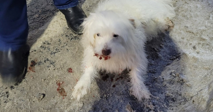 Ярославцы спасли собаку, которую сбили и оставили умирать на дороге