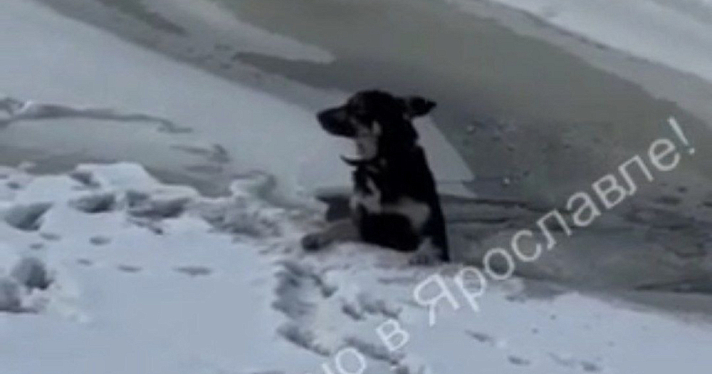 В Ярославле неравнодушные очевидцы спасли провалившуюся под лёд собаку