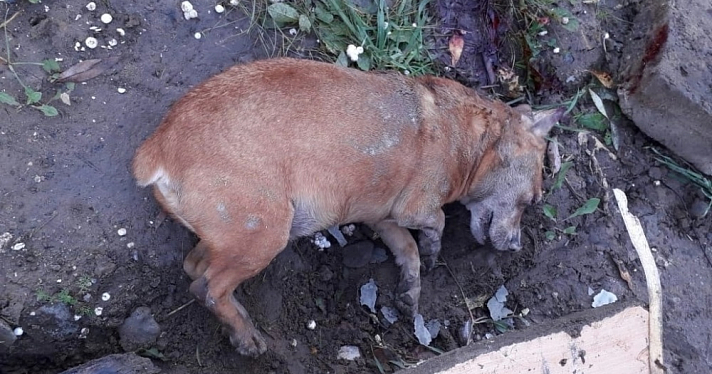 Вытек глаз и отбита печень: в Ярославле неизвестные жестоко избили пса