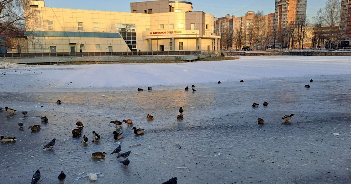 «Улетят, когда люди перестанут кормить»: ярославский орнитолог рассказал, почему утки на зиму остаются в городе