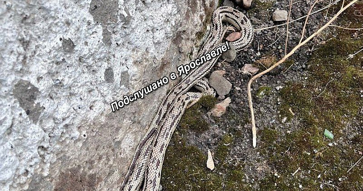 В Ярославле около жилого дома нашли королевскую змею