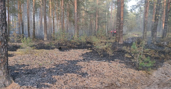 В окрестностях Ярославля потушили лесной пожар_252845
