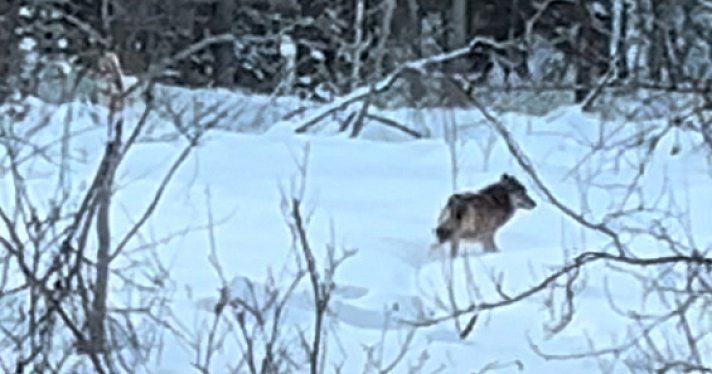 В Ярославской области недалеко от населённых пунктов заметили волков