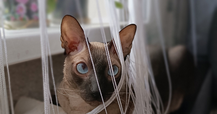 День кошек: ТОП фотографий любимцев наших читателей_265846