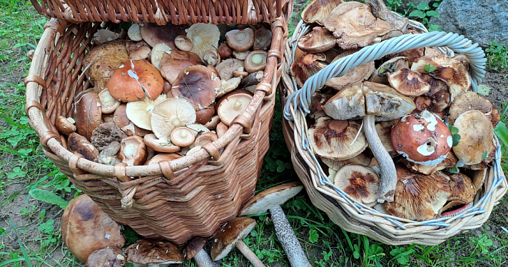 Где искать грибы в Ярославской области: лучшие места для охоты за лесными сокровищами