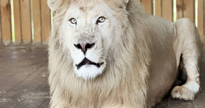 В Ярославский зоопарк привезли агрессивного льва, спасенного из цирка