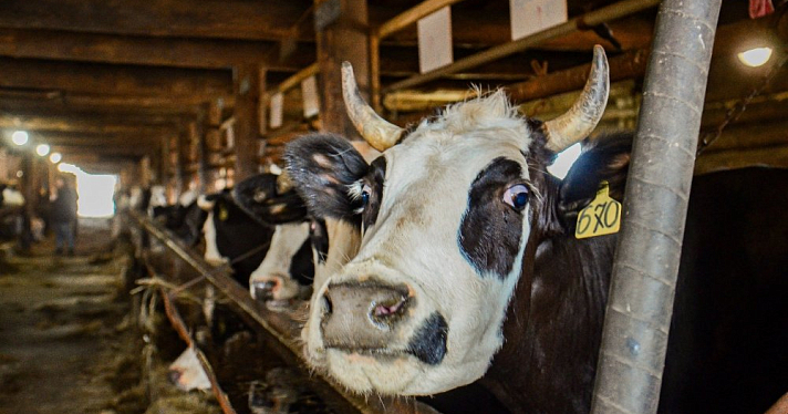«Юрьевское» создает высокопродуктивное племенное стадо молочного скота