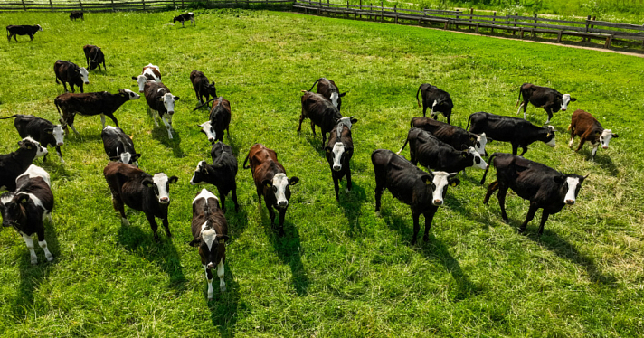 На содержание коров ярославской породы выделят дополнительные субсидии