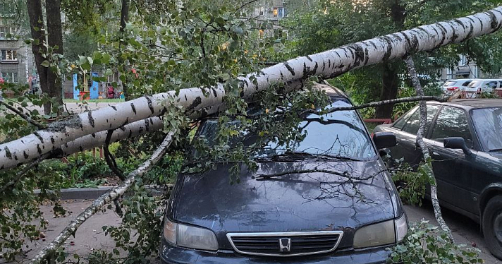 В Ярославле ветер повалил десятки деревьев_250956