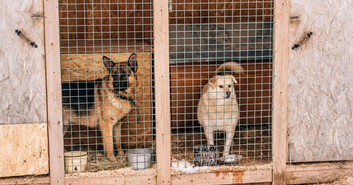 Животные могут быть спокойны, а люди нет: в Ярославле женщину покусала бездомная собака, в администрации признали, что отлов не ведется