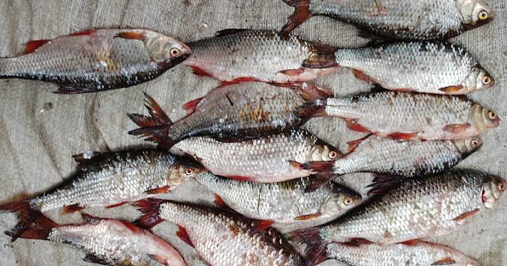 Выловили 164 экземпляра промысловой рыбы: в Ярославской области на Волге задержали браконьеров_247136