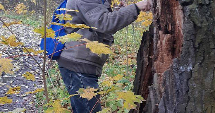 В Ярославле на территории памятника природы вырубят более сотни краснокнижных деревьев_255223