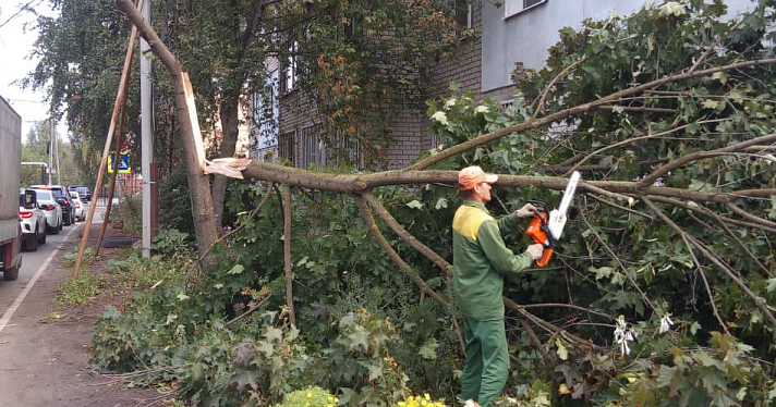 В Ярославле ветер повалил десятки деревьев_250960