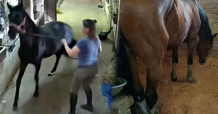 «Лошадей нормальных нет, а они молодых калечат»: спортсмены ярославской конной школы рассказали об избиении жеребенка