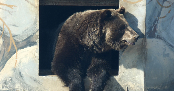 В Ярославской области на популярных у сборщиков ягод болотах заметили крупного медведя