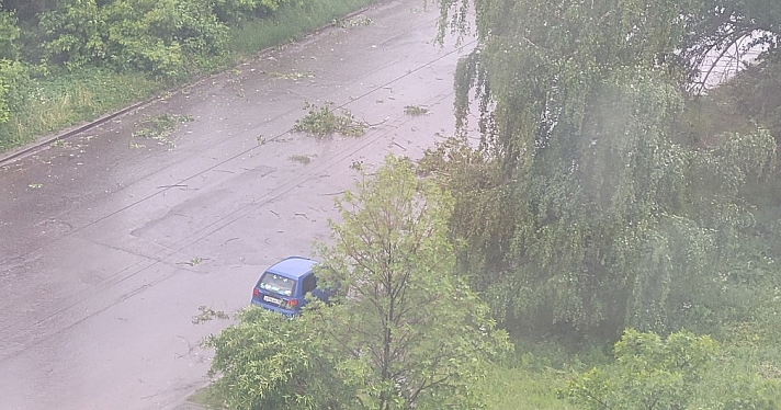 В Ярославле упавшие из-за сильного ветра деревья парализовали движение электротранспорта_242583