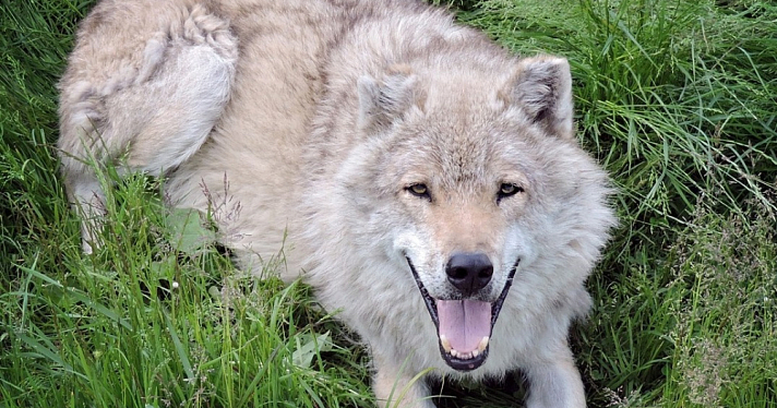 В Ярославской области резко сократилась популяция волков